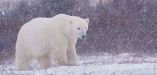 Lední medvědi jsou v ohrožení.