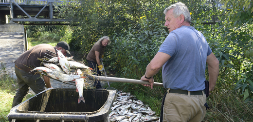 Likvidace uhynulých ryb po ekologické havárii na řece Bečvě. 