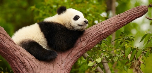 Uživatelé mohou podniknout "virtuální výlet" například za pandami do známé rezervace v Číně (ilustrační foto).