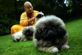 Pekingský palácový psík je šlechtěn pro společenskou elitu.