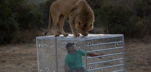Dokument Člověk versus lev. 