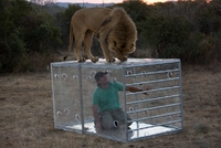 Dokument Člověk versus lev. 