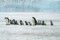 Tučňáci (ilustrační snímek).