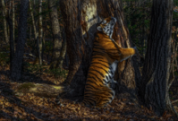 Gorškovova fotografie s názvem Objetí zachycuje vzácného tygra ussurijského.